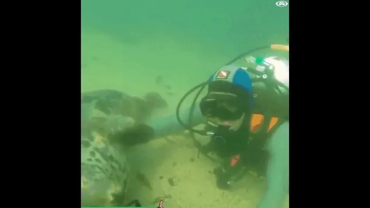 Seal interacting with a diver