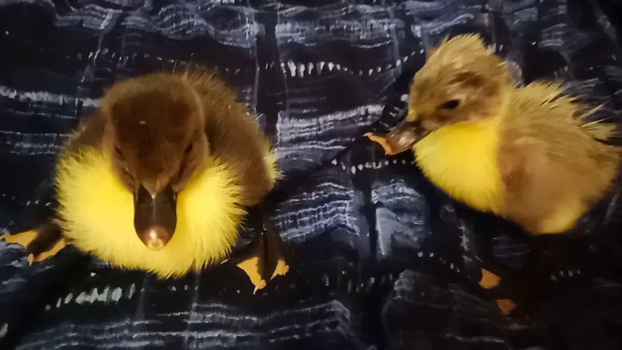Jack, The Muscovy Duck, has a new friend. ( Video 3 )