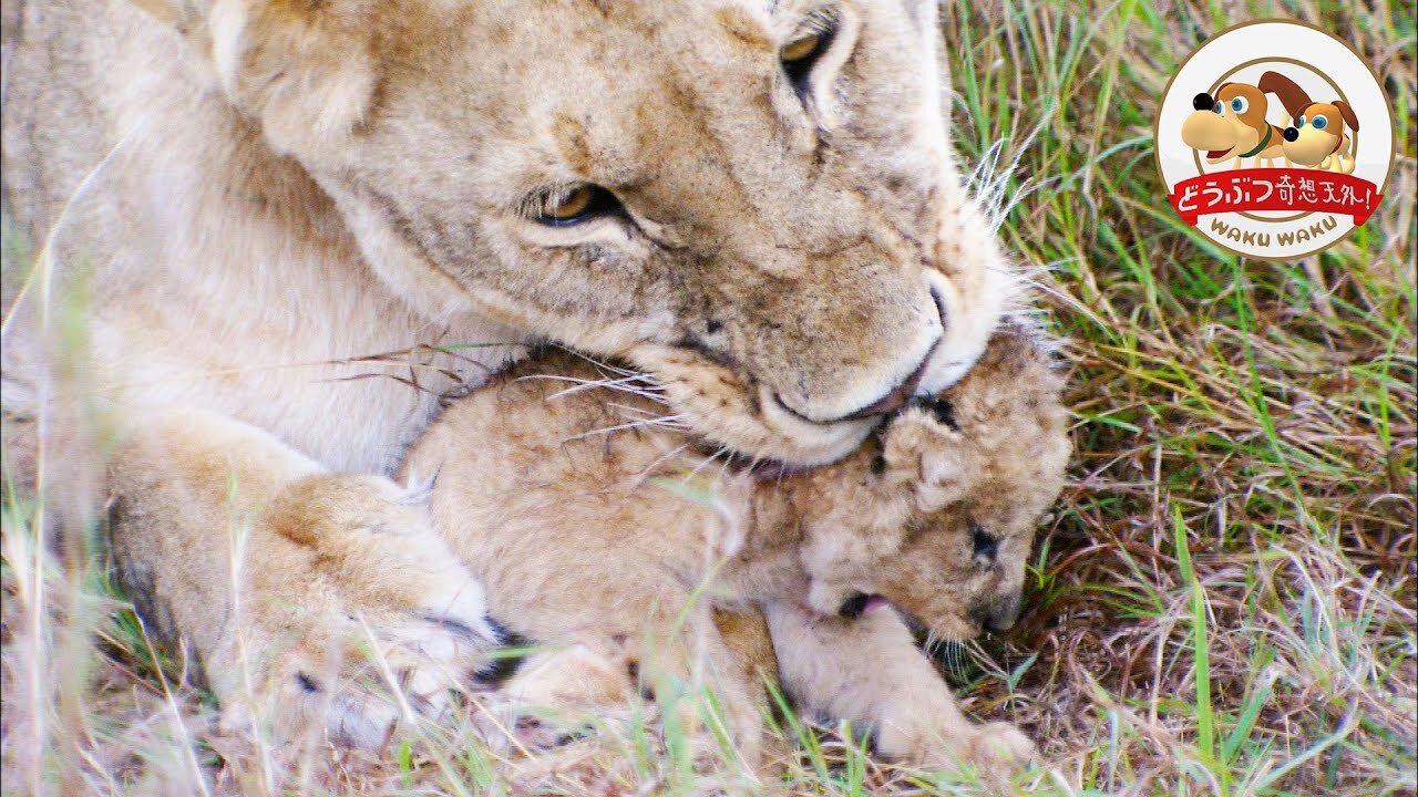 Lion Cub Dying After Attack of Elephant. Mother's Choice