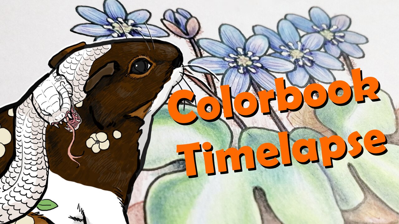 Coloring Book TIMELAPSE: Finnish Nature - Hepatica nobilis