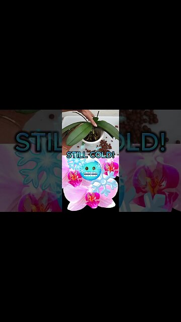 WARNING! Rookie Error! When NOT to REPOT Orchids #ninjaorchids #shorts #orchidcare #repotting