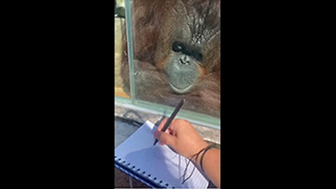 Orangutan Enjoys Art.