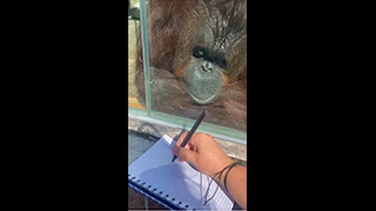 Orangutan Enjoys Art.