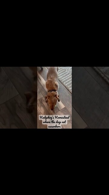 Cucumber eating dogs#gardentour #Cucumber#dog