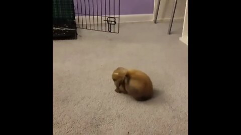 That little hop turn in the middle is called a binky