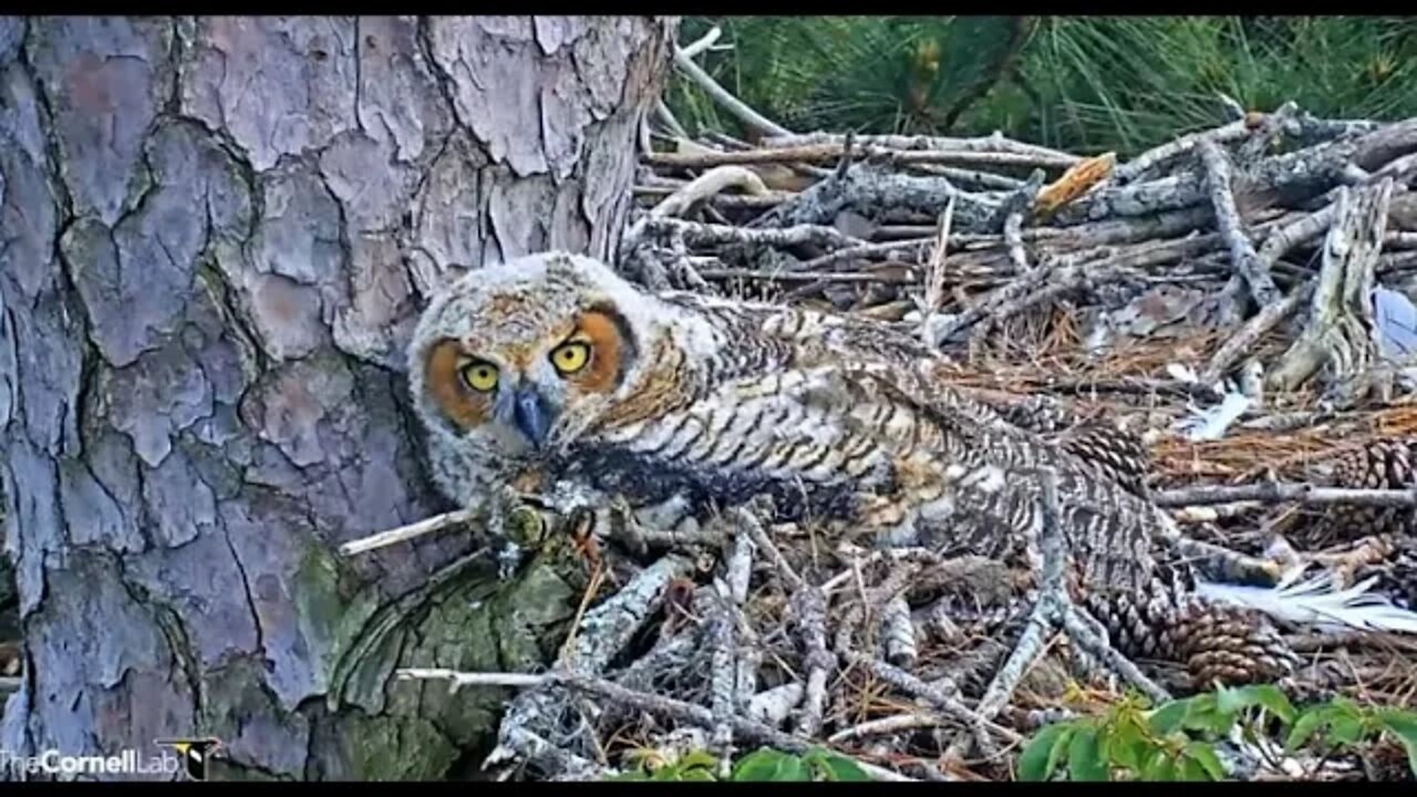 A Sleepy Owlet's Lookout Stance 🦉 4/16/22 16:32