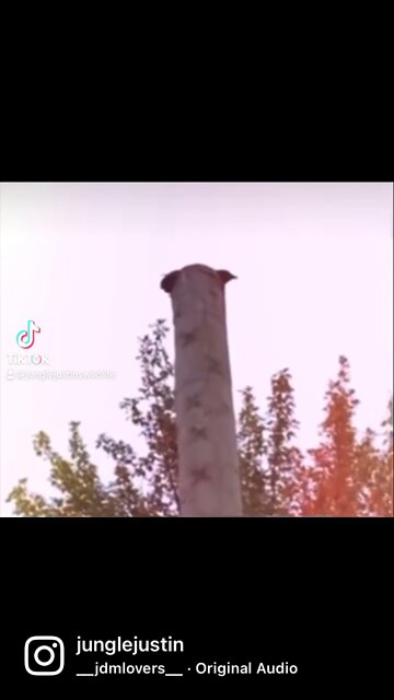 Follow, Share, And Be Sure To Hit Those Rumbles For More Wild Content!!!