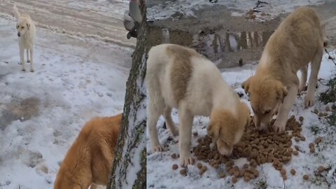 Quite dog all family's eating Best dog seen animals birds