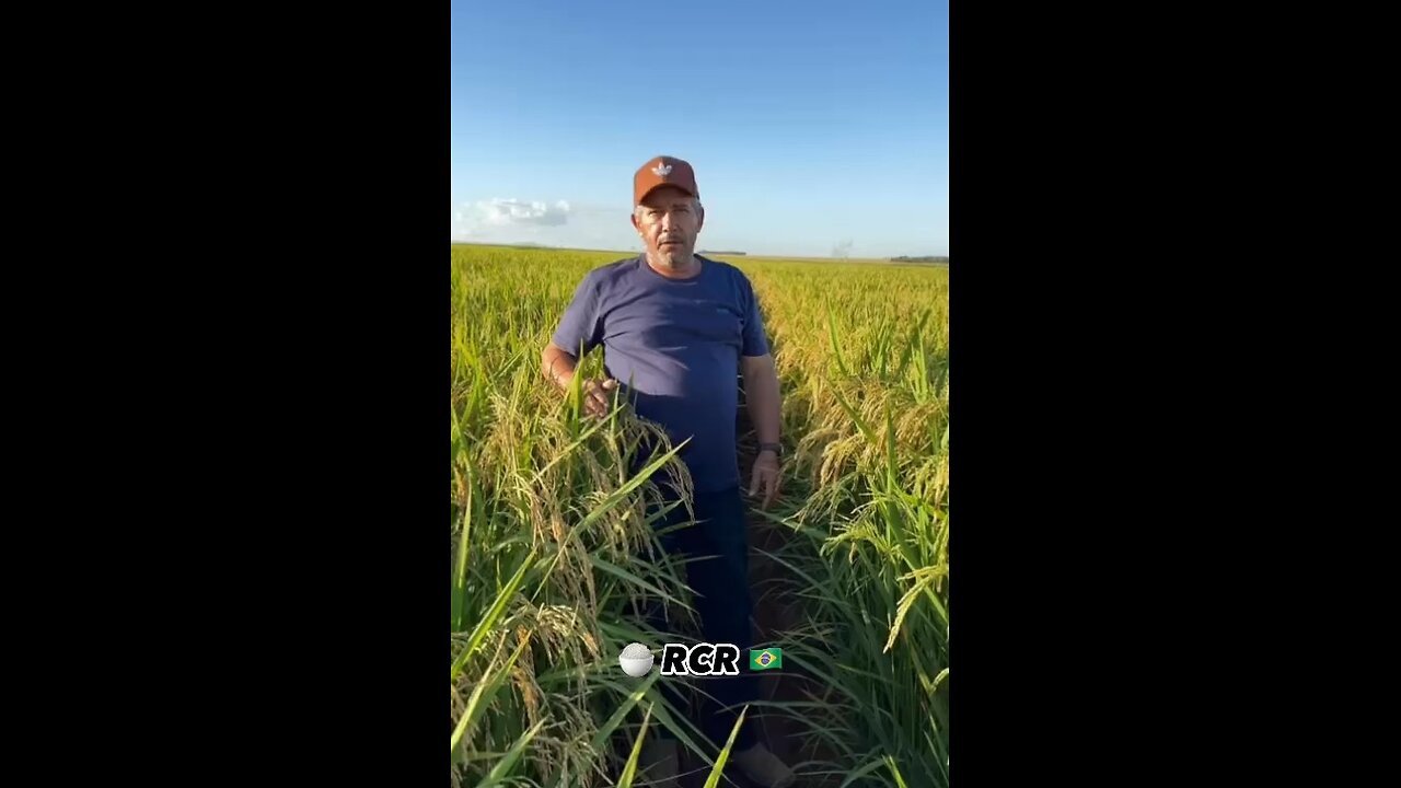 😃 Detonado os #ambientalistas ®️©️®️🇧🇷 #voltabolsonaro #agro #agronegócio #arroz #brasil