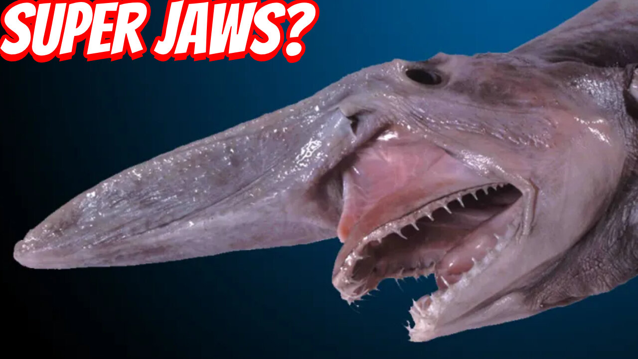 The Greatest Jaw Adaptation In Nature!