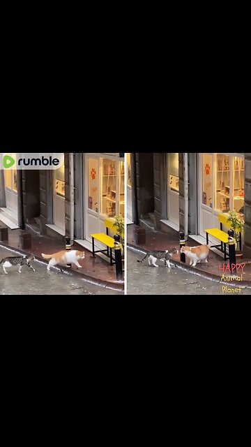 Even cats are in love…What am i doing with my life😭