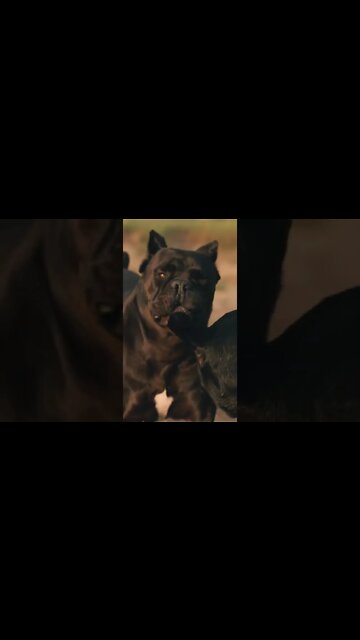 Cane Corsos Go HARD On... #shorts #beach #pets #viral