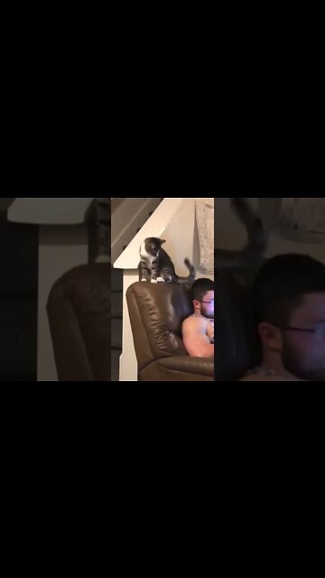 Crazy cat attacking my friend