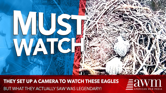 Camera Set Up To Film Hatching Of Bald Eagle Babies Captures Chilling Footage In Background