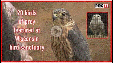 Wisconsin bird sanctuary home to unique birds, open trails to explore