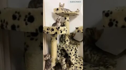 cute cat videos 😹 funny videos 😂 480 😻