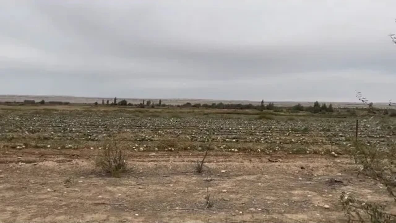 Driving the RV road trip came across a melon field 20