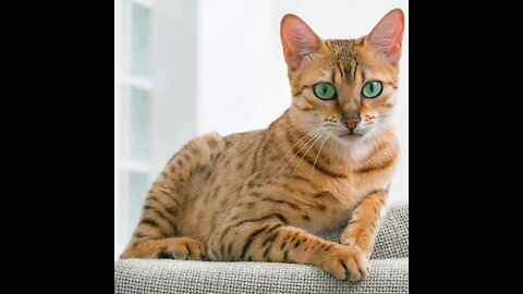 Silver_Cat_02_Videvo