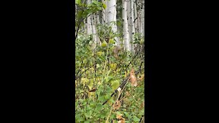 Curious mule deer