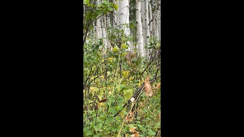 Curious mule deer