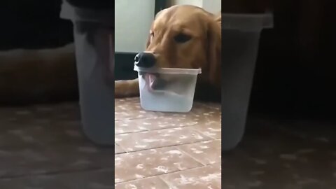 funny dog