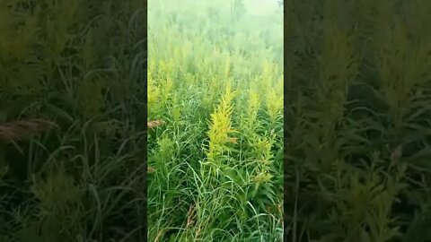 What is edible here? Goldenrod