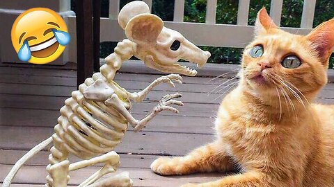 videos 2023 - Funny cats/dogs - Funny animals