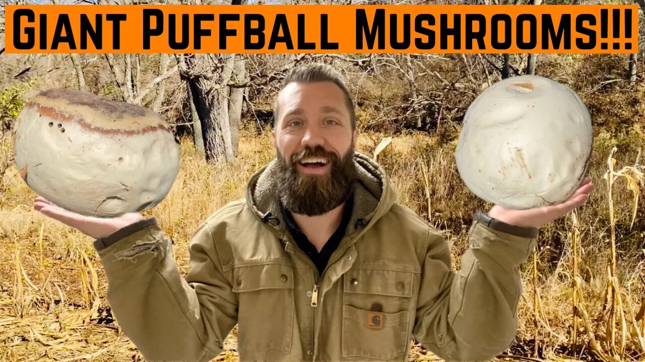 We Found GIANT Puffball MUSHROOMS!!! (Not Quite Edible)