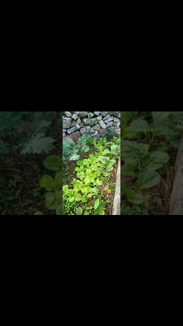 Garden is looking good 22nd August 2022