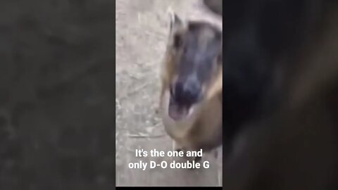 MEME is the one and only D-O double G #shorts