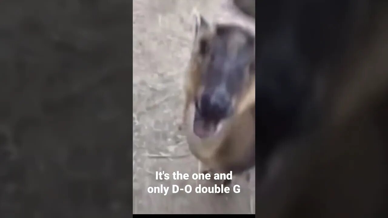 MEME is the one and only D-O double G #shorts