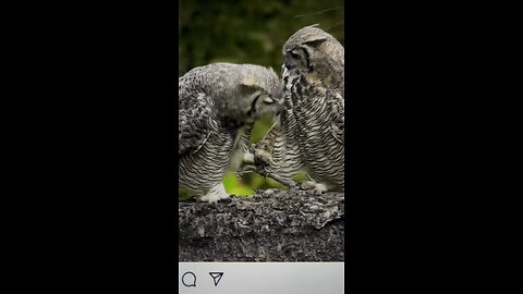 Owls