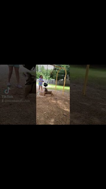 My English bulldog loves the swings. #englishbullies #bulldogstud #englishbulldogs