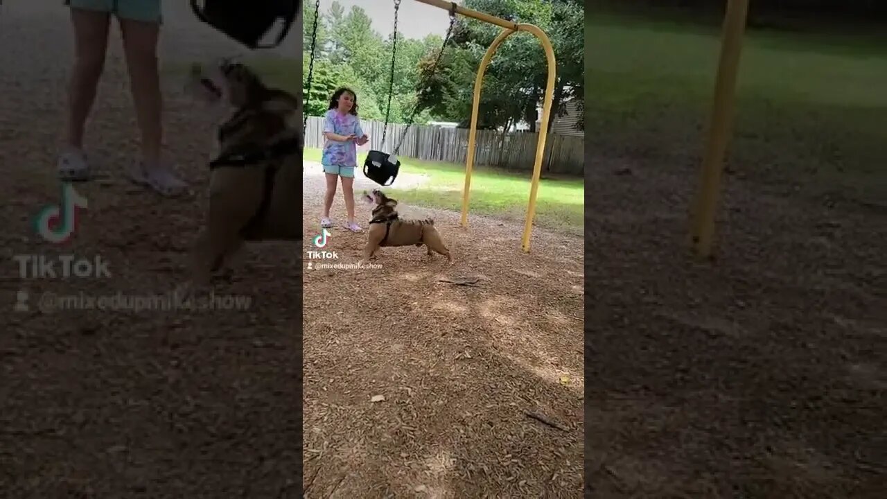 My English bulldog loves the swings. #englishbullies #bulldogstud #englishbulldogs