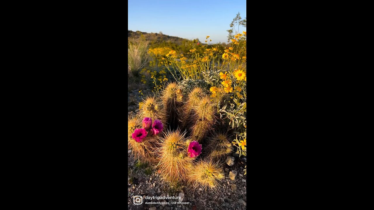 Whoop there it is! First cactus blooms of the season