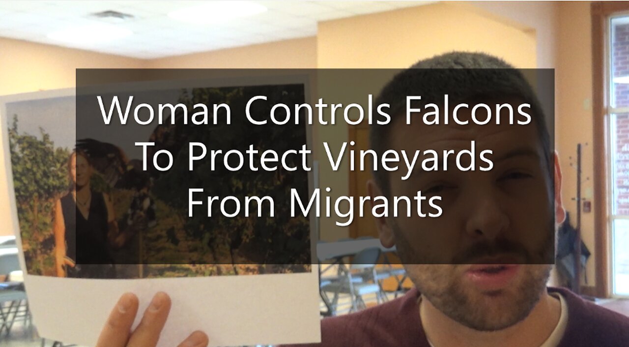 Woman Controls Falcons To Protect Vineyards From Migrants