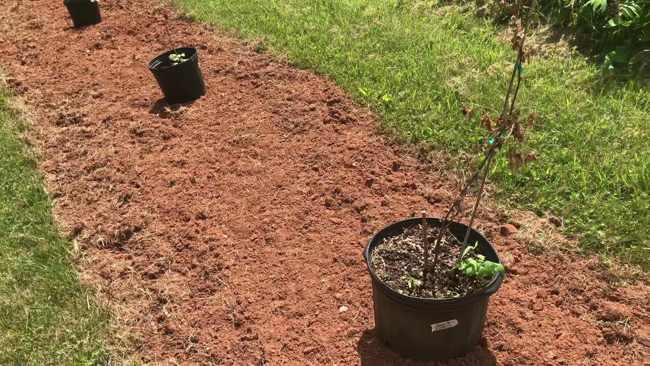 Planting Out A Mixed Soft Berry Bed, Blackberry and Raspberry