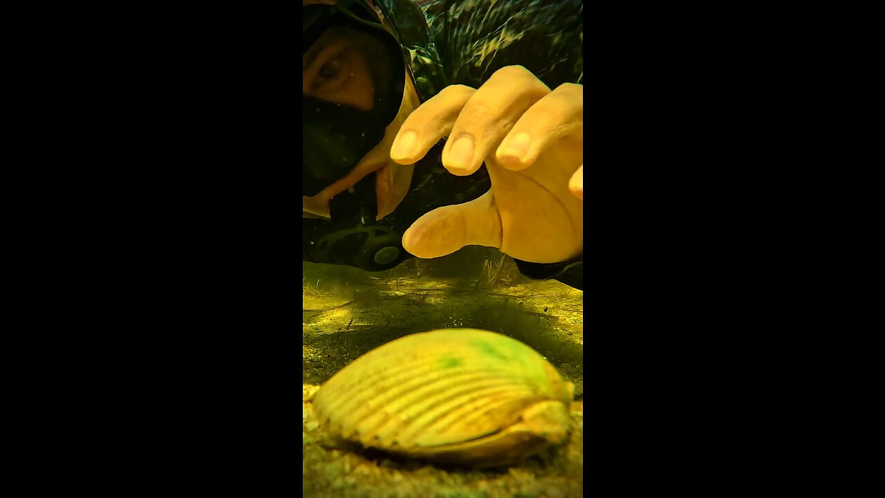 POV: ur a scallop