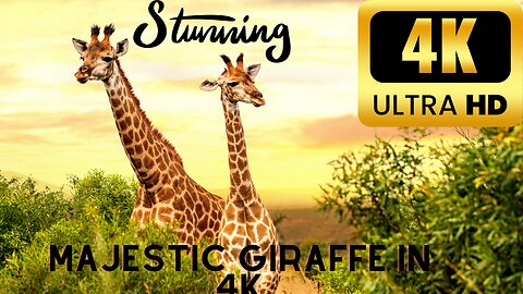 Majestic Giraffes in 4K Ultra High Definition