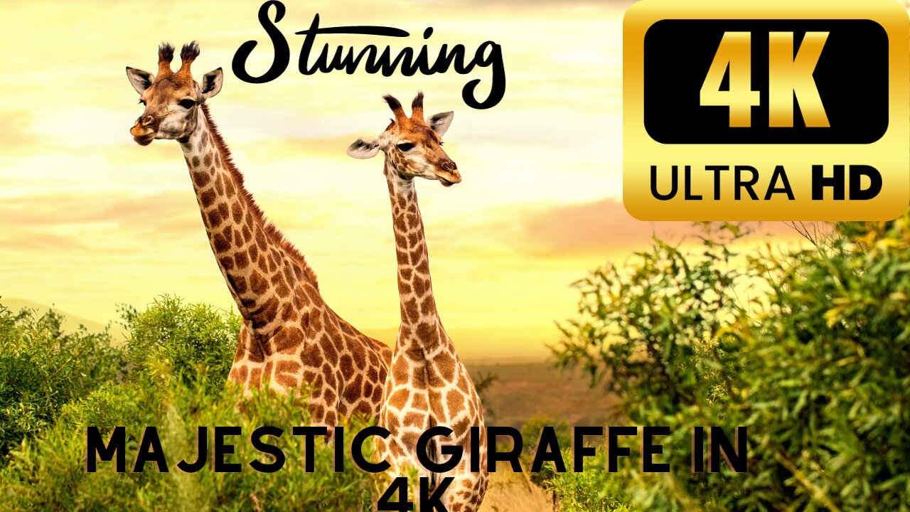 Majestic Giraffes in 4K Ultra High Definition