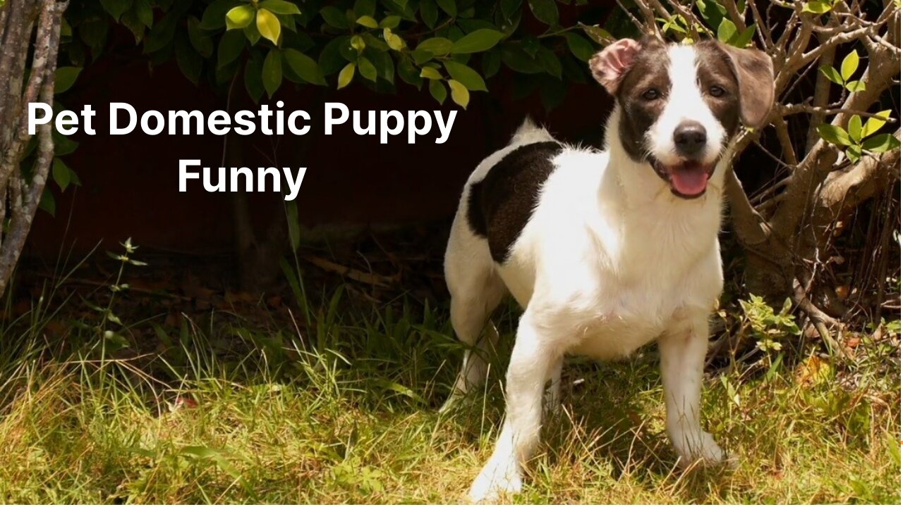 Funny Dog Pet Domestic Puppy