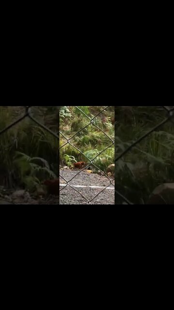 Chicks and ducks run scared from something