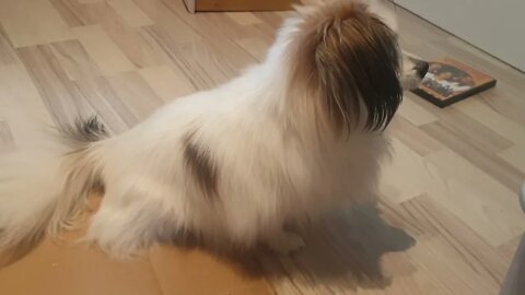 Luna maalausmestarina