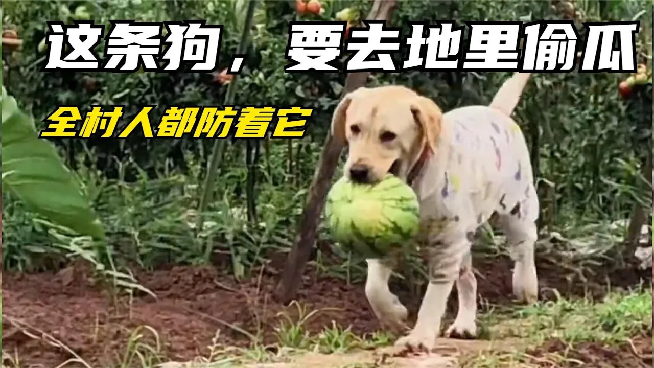 这条狗，要去地里偷东西，出门转悠不会空手回来，全村人都防着它