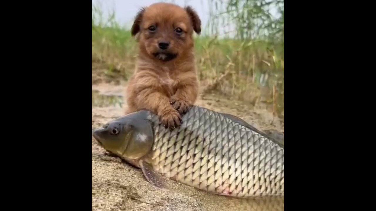 The undying love of a dog and a fish