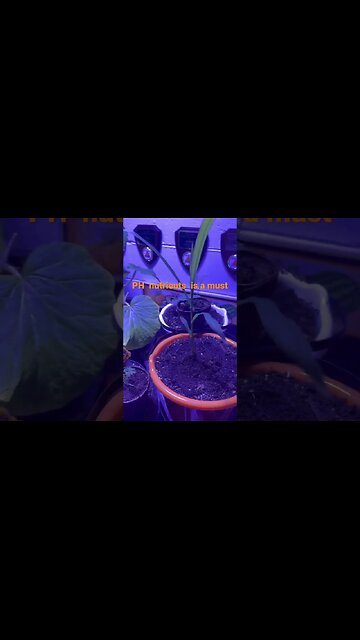 Lazy Gardener #bubba #gardeningtips #giantpumpkin