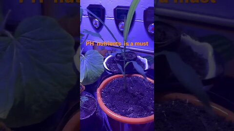 Lazy Gardener #bubba #gardeningtips #giantpumpkin