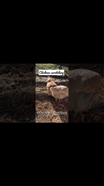 Chickens Scratching – INCREDIBLE ASMR #shorts