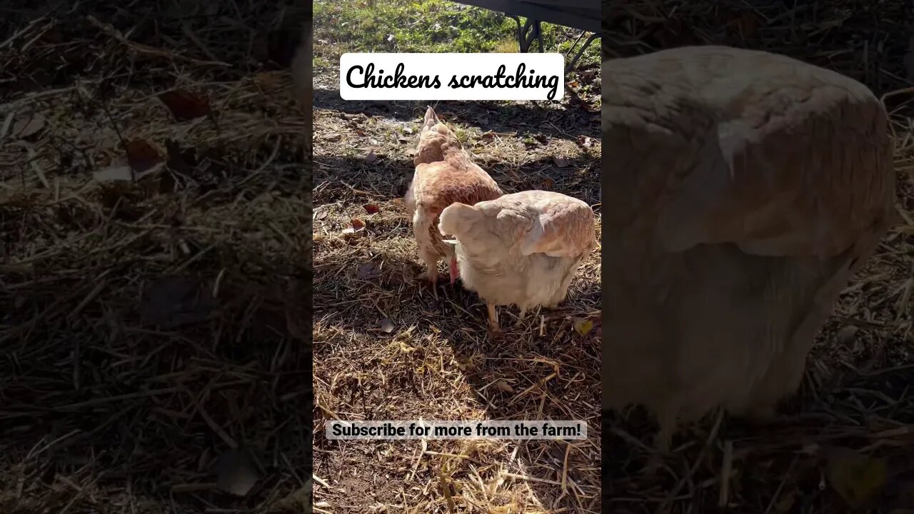 Chickens Scratching – INCREDIBLE ASMR #shorts