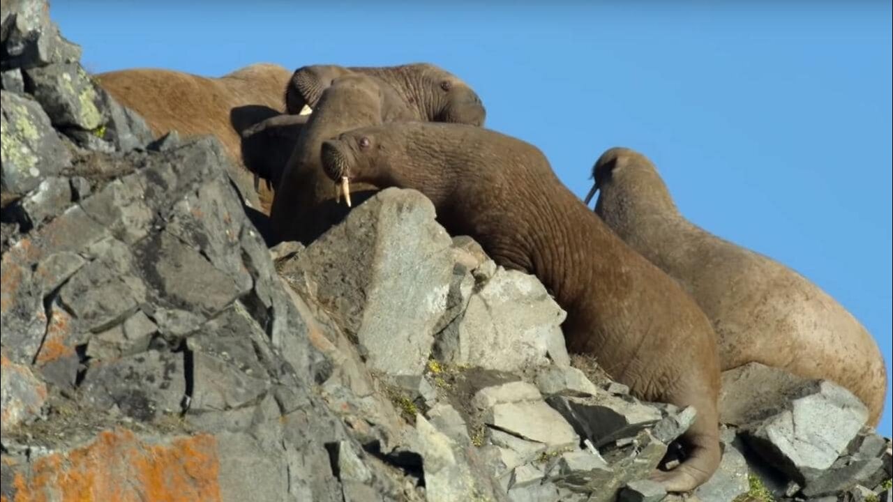 Walrus Suicide Parody